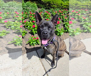 Mutt Dogs for adoption in Rockaway, NJ, USA