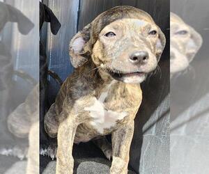 American Staffordshire Terrier-Unknown Mix Dogs for adoption in San Antonio, TX, USA