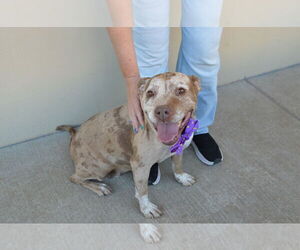 American Pit Bull Terrier-Unknown Mix Dogs for adoption in McKinney, TX, USA