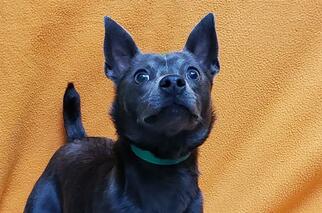 Miniature Pinscher Dogs for adoption in Fairfield, CA, USA