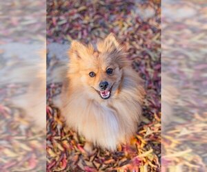 Pomeranian Dogs for adoption in Waco, TX, USA