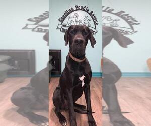 Great Dane Dogs for adoption in Pacolet, SC, USA