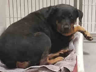 Rottweiler Dogs for adoption in Modesto, CA, USA