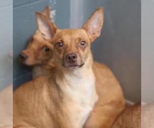 Chihuahua-Unknown Mix Dogs for adoption in San Antonio, TX, USA