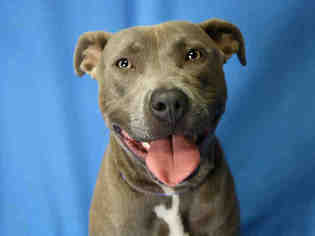 American Pit Bull Terrier Dogs for adoption in Ocala, FL, USA