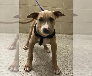 American Pit Bull Terrier-Unknown Mix Dogs for adoption in Conroe, TX, USA