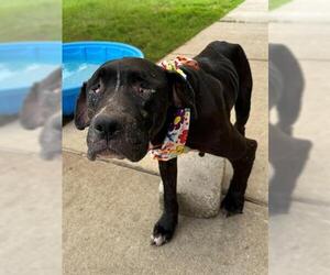 American Pit Bull Terrier Dogs for adoption in Tulsa, OK, USA