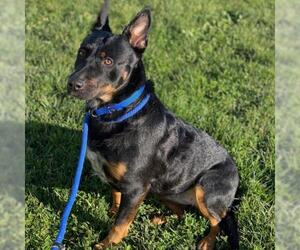 Beauceron Dogs for adoption in Rohnert Park, CA, USA