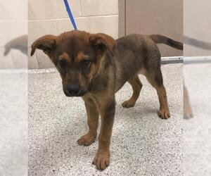 German Shepherd Dog-Unknown Mix Dogs for adoption in Conroe, TX, USA