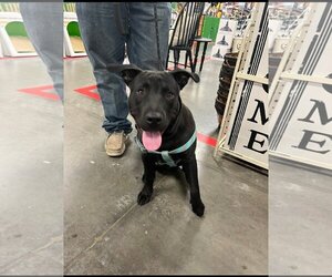 American Pit Bull Terrier-Labrador Retriever Mix Dogs for adoption in Katy, TX, USA