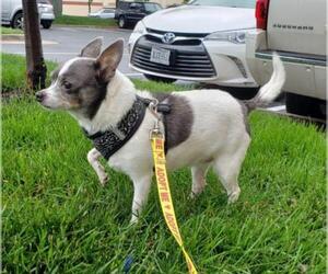 Chihuahua-Unknown Mix Dogs for adoption in Woodbridge, VA, USA