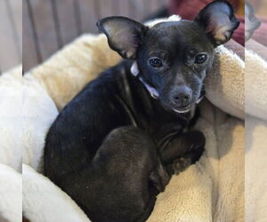 Chihuahua Dogs for adoption in Claremore, OK, USA