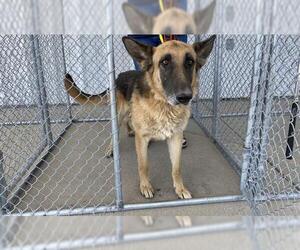 German Shepherd Dog Dogs for adoption in Bakersfield, CA, USA