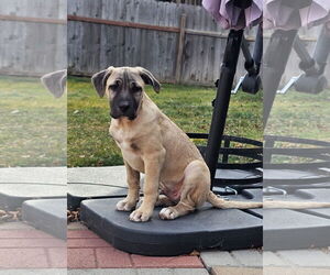 Mutt Dogs for adoption in Fort Collins, CO, USA