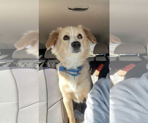 Border Collie-Chihuahua Mix Dogs for adoption in Landenberg, PA, USA