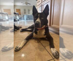 Huskies -Unknown Mix Dogs for adoption in Las Vegas, NV, USA