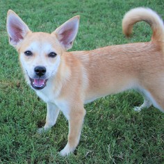 Chi-Corgi Dogs for adoption in Brownsboro, AL, USA