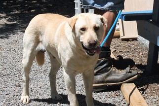 Labrador Retriever Dogs for adoption in Marble, NC, USA