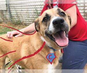 Boxer Dogs for adoption in Alexandria, VA, USA