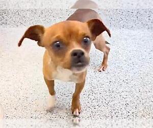 Chiweenie Dogs for adoption in Houston, TX, USA