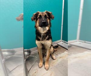German Shepherd Dog Dogs for adoption in Oklahoma City, OK, USA