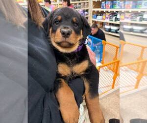Rottweiler-Unknown Mix Dogs for adoption in Wenonah, NJ, USA