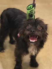 Cairn Terrier Dogs for adoption in Charlotte, NC, USA