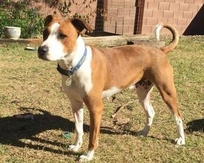 Mutt Dogs for adoption in Tupelo, MS, USA