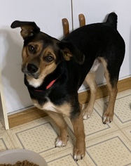 Beagle-Unknown Mix Dogs for adoption in O Fallon, MO, USA