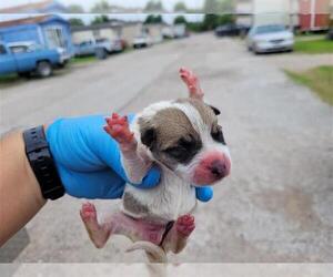 Huskies -Unknown Mix Dogs for adoption in Houston, TX, USA
