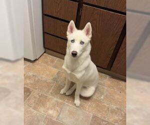 Siberian Husky Dogs for adoption in Williamsburg, IA, USA