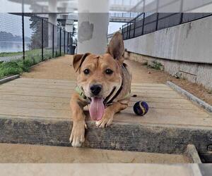 German Shepherd Dog Dogs for adoption in Berkeley , CA, USA
