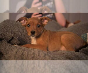 Chihuahua-Unknown Mix Dogs for adoption in Aurora, IN, USA