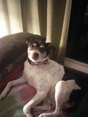 Rat Terrier Dogs for adoption in Springfield, IL, USA