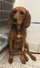 Redbone Coonhound Dogs for adoption in Amherst, OH, USA