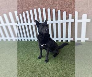 German Shepherd Dog Dogs for adoption in Modesto, CA, USA