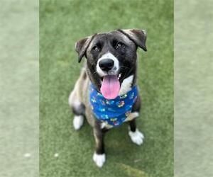 Akita-Unknown Mix Dogs for adoption in Newton, NC, USA