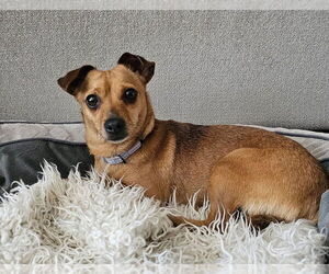 Chihuahua-Unknown Mix Dogs for adoption in Mooresville, NC, USA