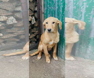 Golden Retriever Dogs for adoption in NYC, NY, USA