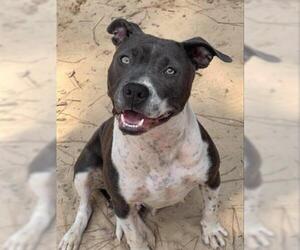American Staffordshire Terrier Dogs for adoption in Fort Walton Beach, FL, USA