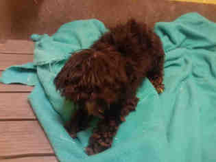 ShihPoo Dogs for adoption in Forestville, MD, USA