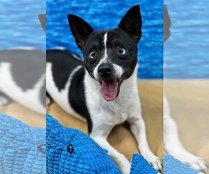 Boston Huahua Dogs for adoption in Arcadia, FL, USA