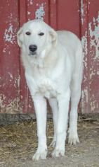 Maremma Sheepdog-Unknown Mix Dogs for adoption in Whitewright, TX, USA