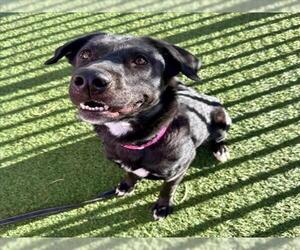 German Shepherd Dog-Unknown Mix Dogs for adoption in Las Vegas, NV, USA