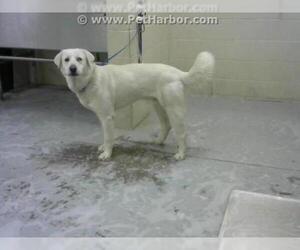 Pyrenees Husky Dogs for adoption in Conroe, TX, USA