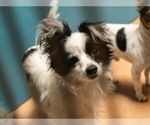 Mutt Dogs for adoption in Martinez, CA, USA