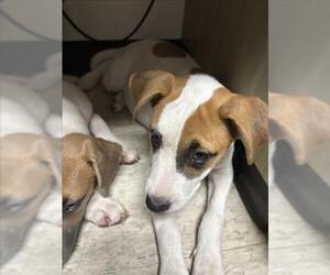 American Pit Bull Terrier Dogs for adoption in Plano, TX, USA