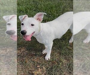 Bull Terrier-Unknown Mix Dogs for adoption in Conroe, TX, USA