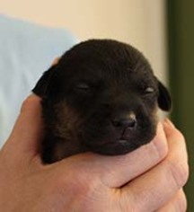Small Great Dane-Labrador Retriever Mix