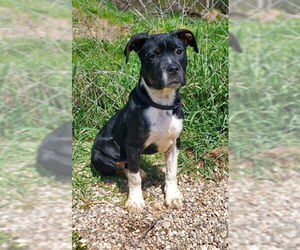 Labrador Retriever Dogs for adoption in Lake City, MI, USA
